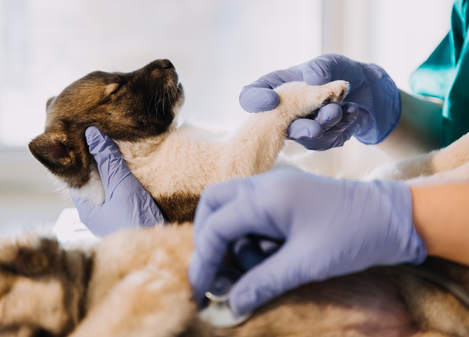 Pets and Pet Care